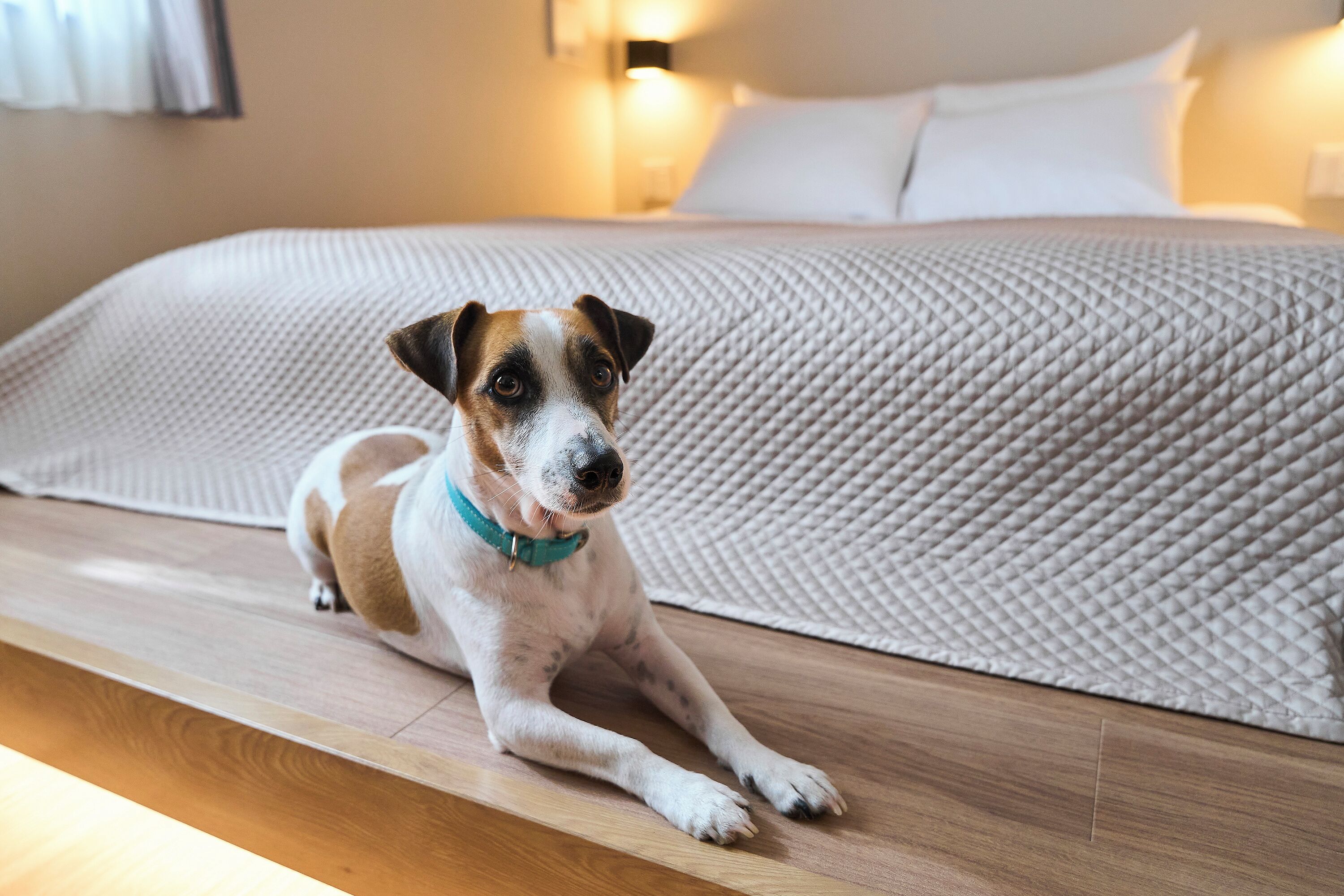 Ein Hund liegt auf einem Holzboden in einem Zimmer mit einem Bett und einer Strukturdecke.
