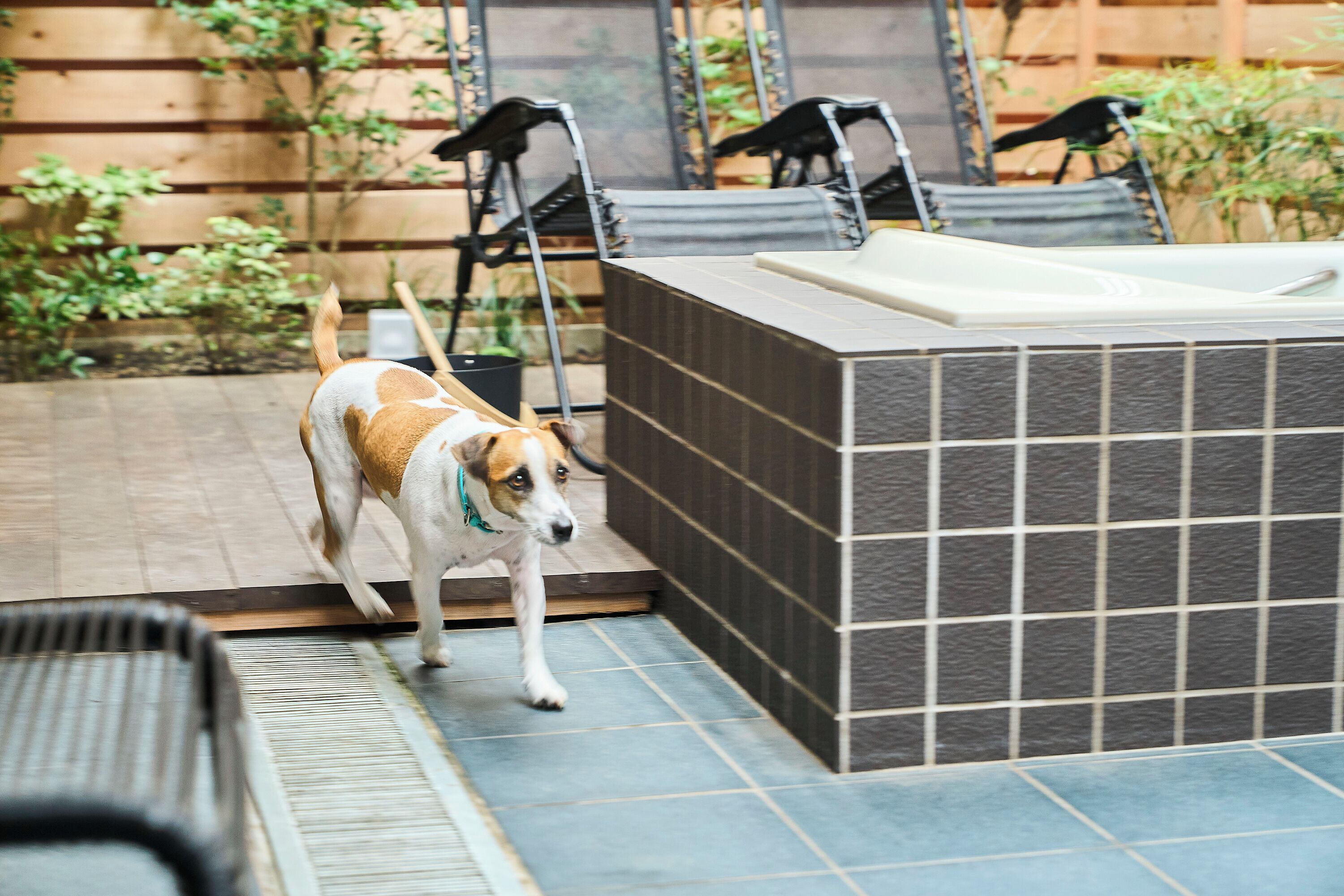 A dog walking towards a tiled hot tub area with a wooden fence and chairs in the background.