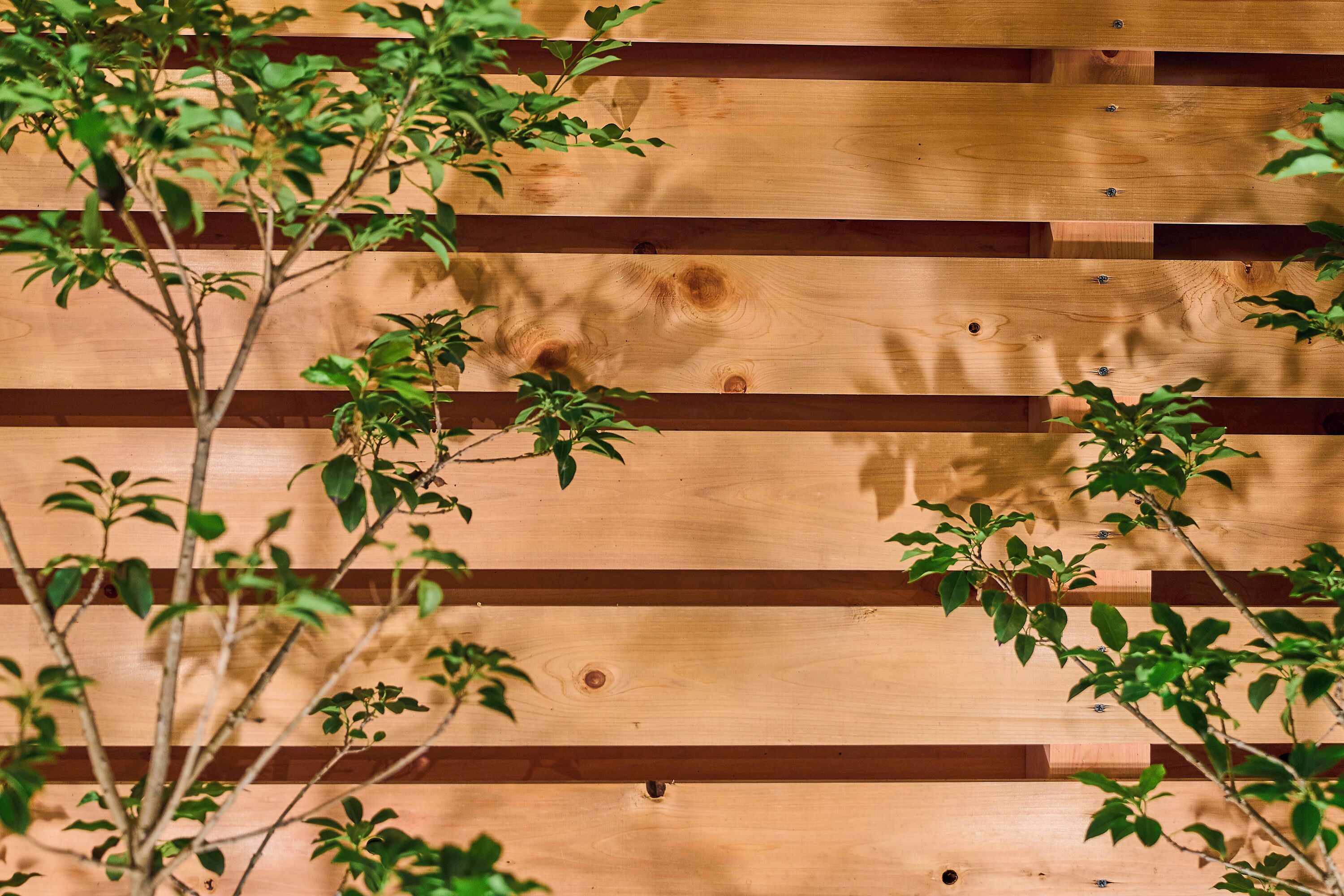 A wooden wall with horizontal planks and visible screws.