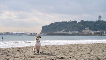 Guests can enjoy a serene beach experience with their pets, overlooking a lush hill with a scenic tower in the distance.