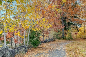 Stroll along a serene pathway surrounded by vibrant trees with changing leaves.