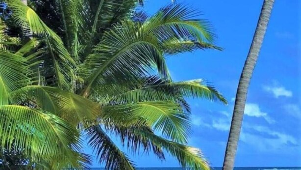 Ein Strand mit Palmen und einem wolkenlosen, blauen Himmel.