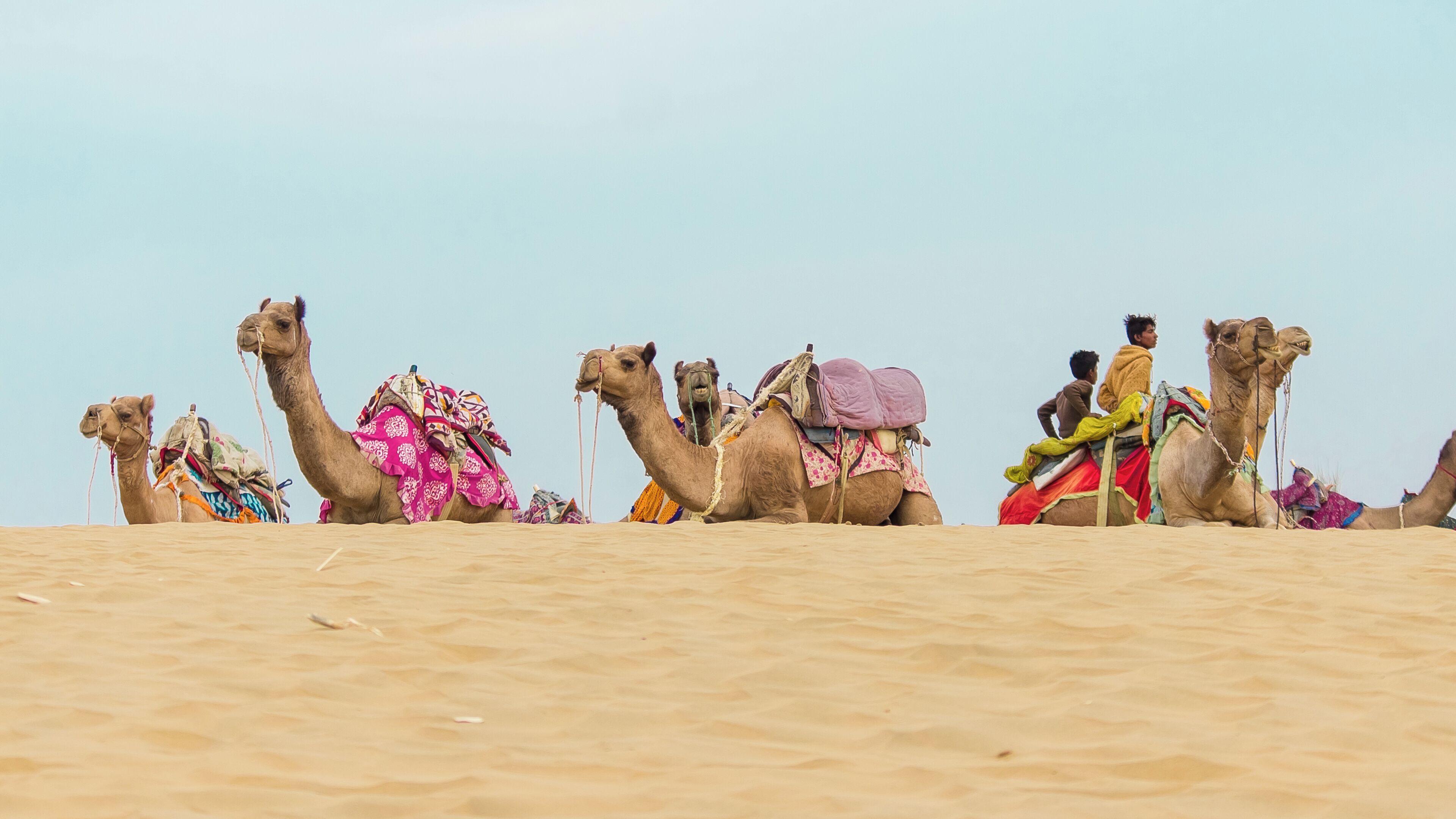 A row of camels with riders in a desert setting.