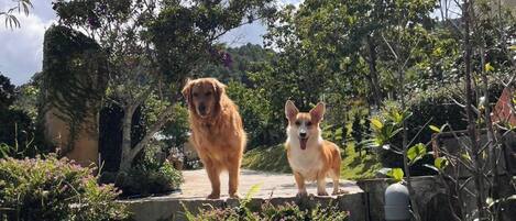 Enceinte de l’hébergement