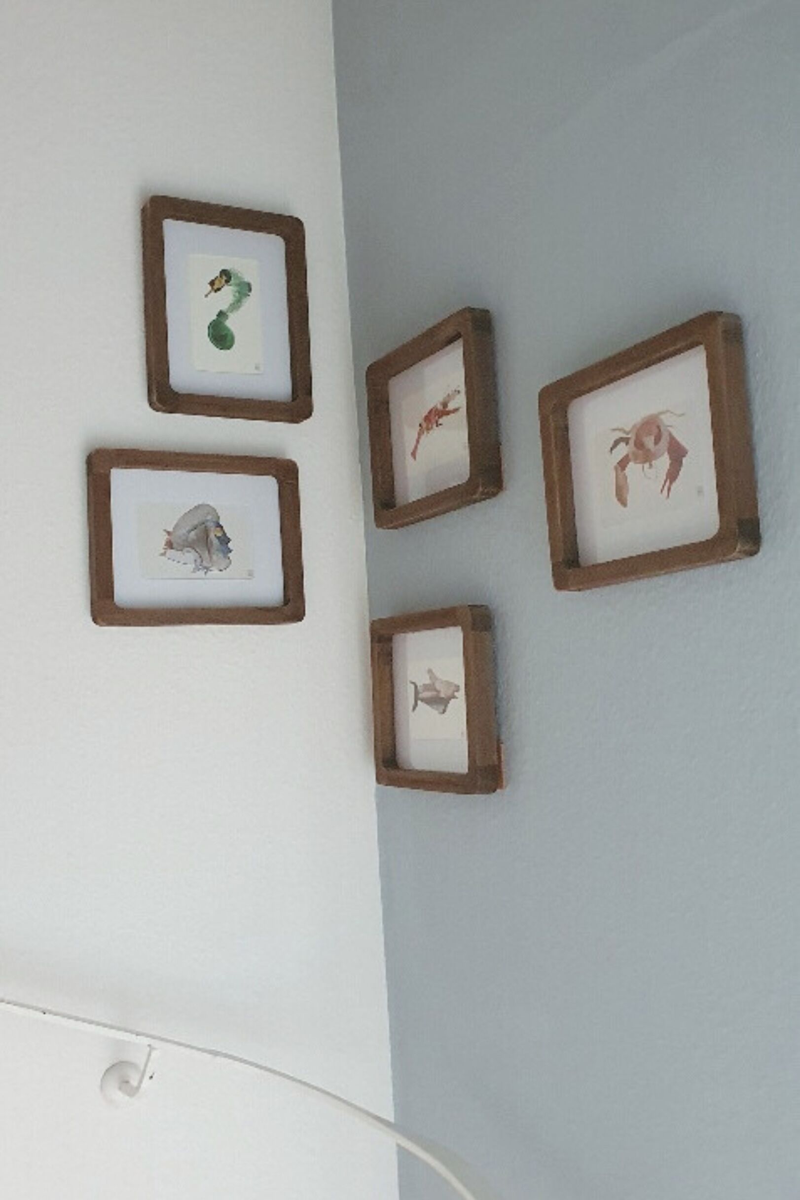 A wall with five framed pictures of sea creatures.