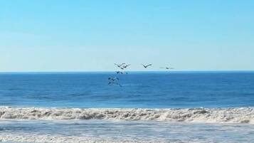 Playa en los alrededores, camastros y toallas de playa