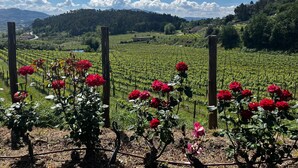 A vineyard with rows of grapevines and red roses in the foreground.