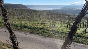 A vineyard with rows of grapevines and a heart-shaped arrangement of branches in the foreground. - Ferienwohnungen Moselblick Bekond (Bekond)