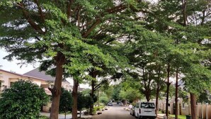 Ruas arborizadas com casas de ambos os lados, uma van branca estacionada e um céu limpo.