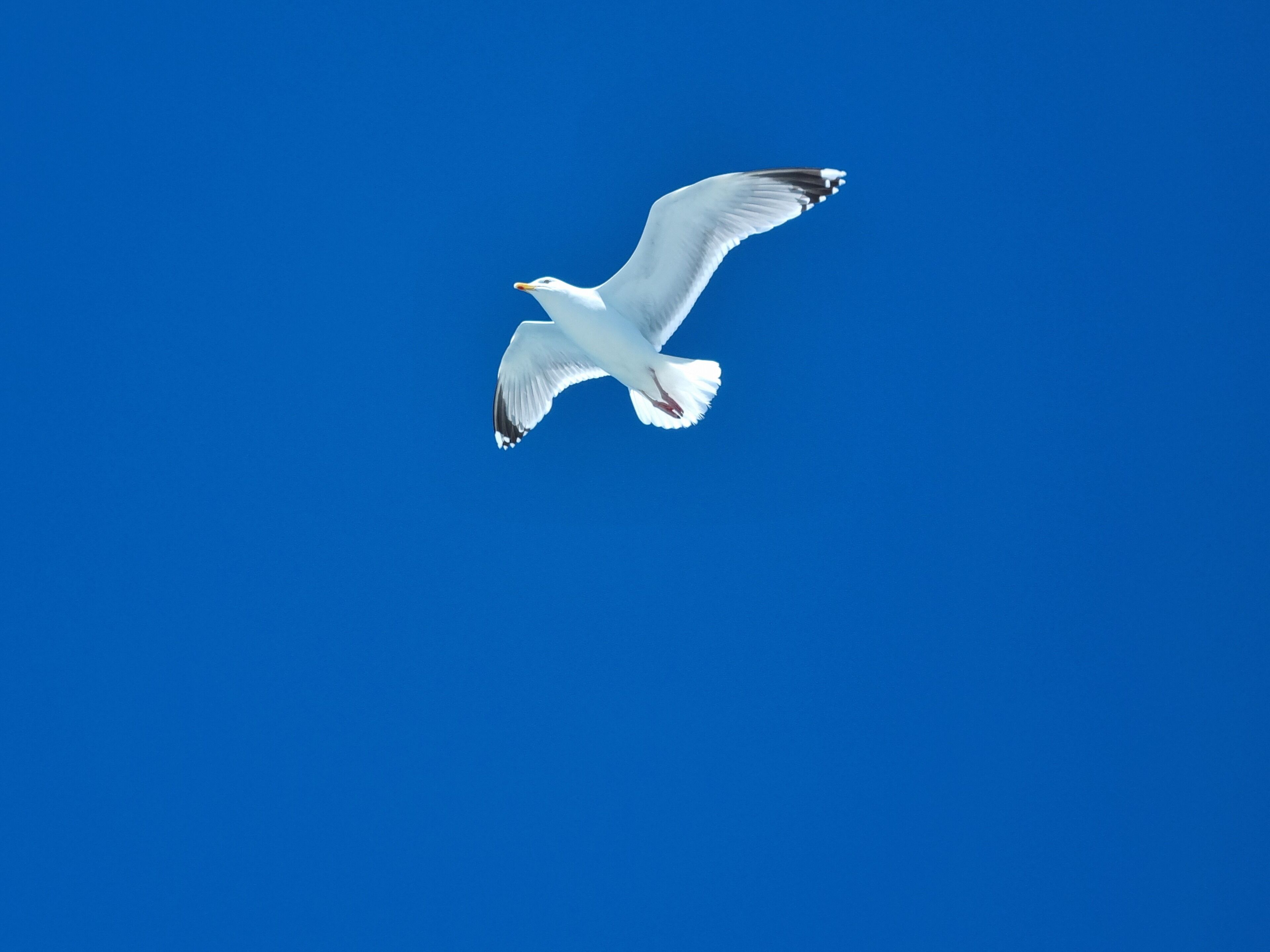 A seagull in flight against a clear blue sky.