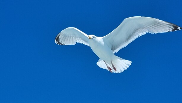 A seagull in flight against a clear blue sky. - The Horizon Sea View Suite (Weymouth)