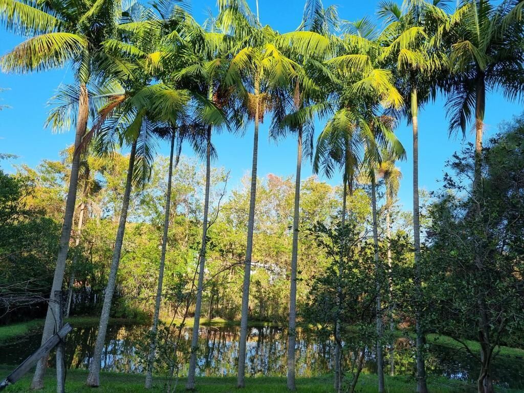 A tropical landscape with tall palm trees and a body of water.