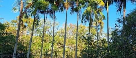 A tropical landscape with tall palm trees and a body of water.