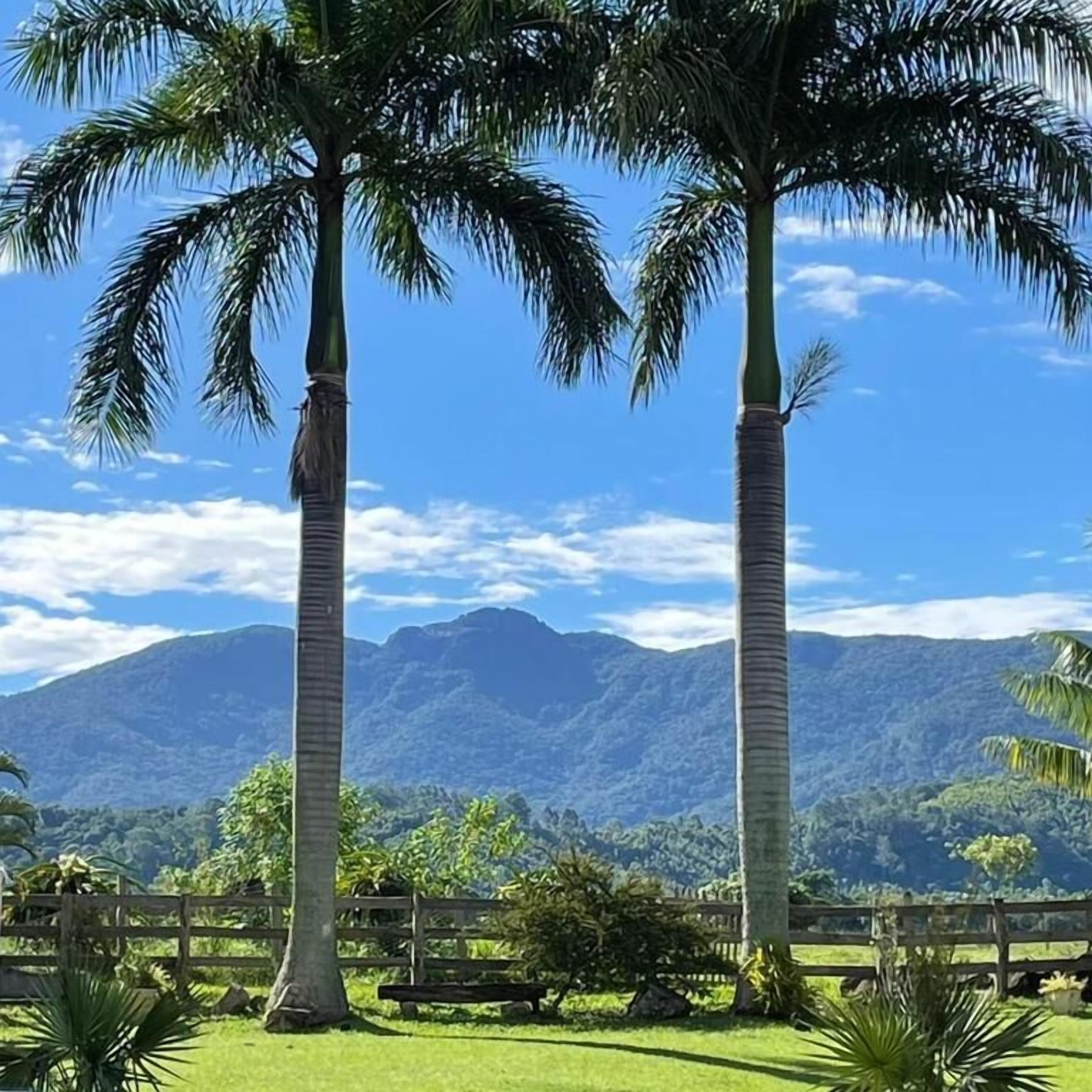 Two palm trees in a grassy area with a wooden fence and mountains in the background.
