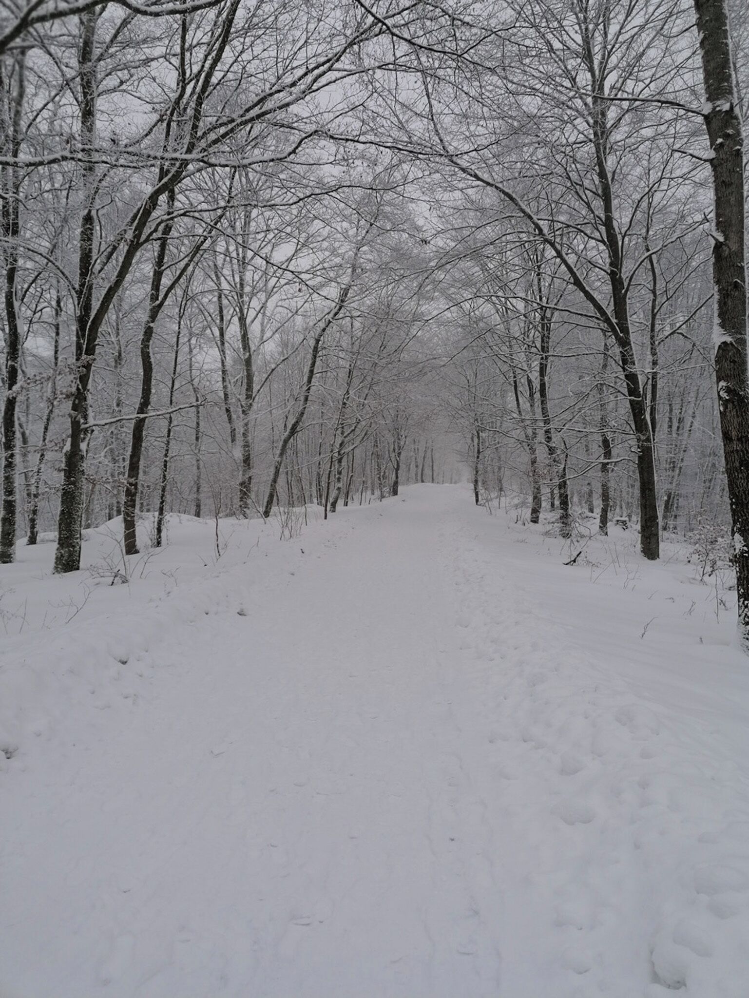 Een pad door een met sneeuw bedekte bos.