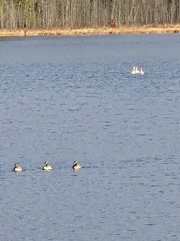 A body of water with ducks swimming. - Lake front private Bunkies …accommodates 6 people! (Renfrew)