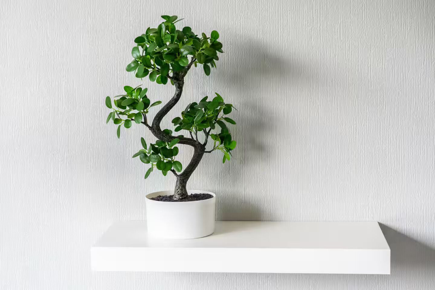 Ein Bonsai-Baum in einem weißen Topf auf einem weißen Regal vor einer strukturierten Wand.