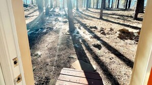 A forested area with a dirt path leading through tall trees.