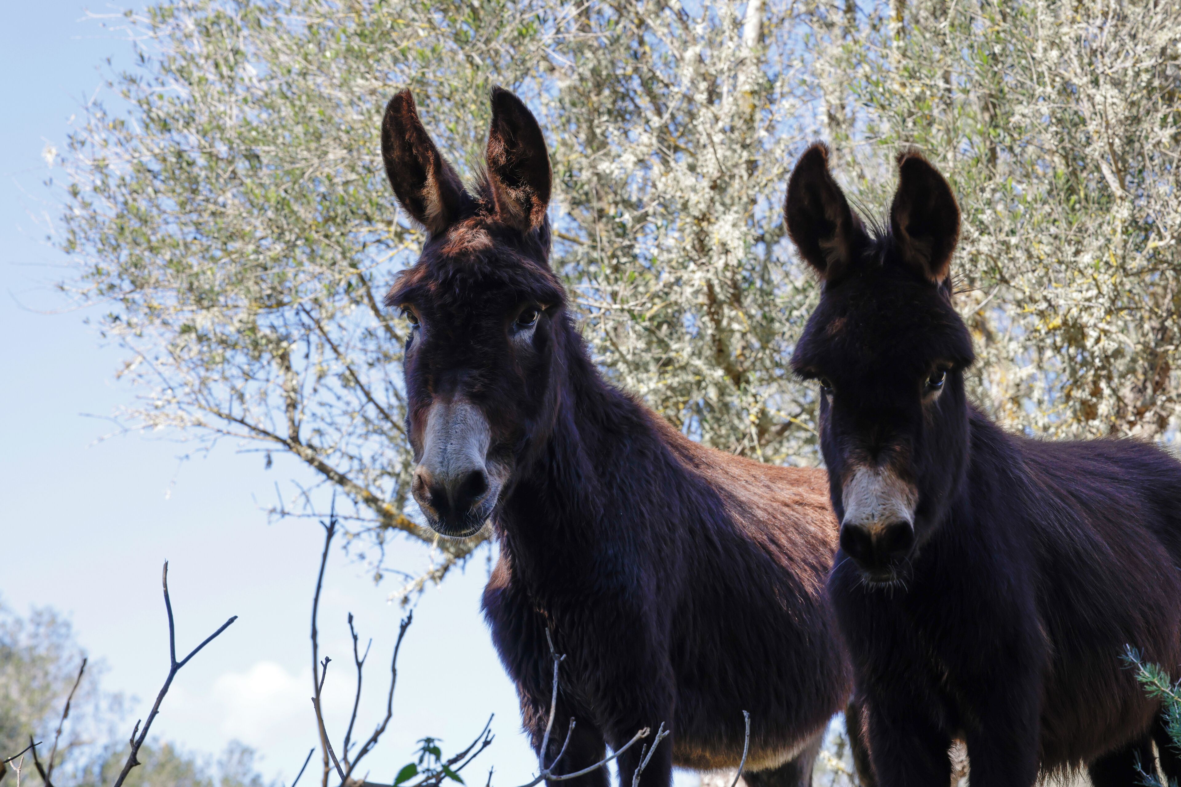 Photo - Agroturismo Finca Son Pieras