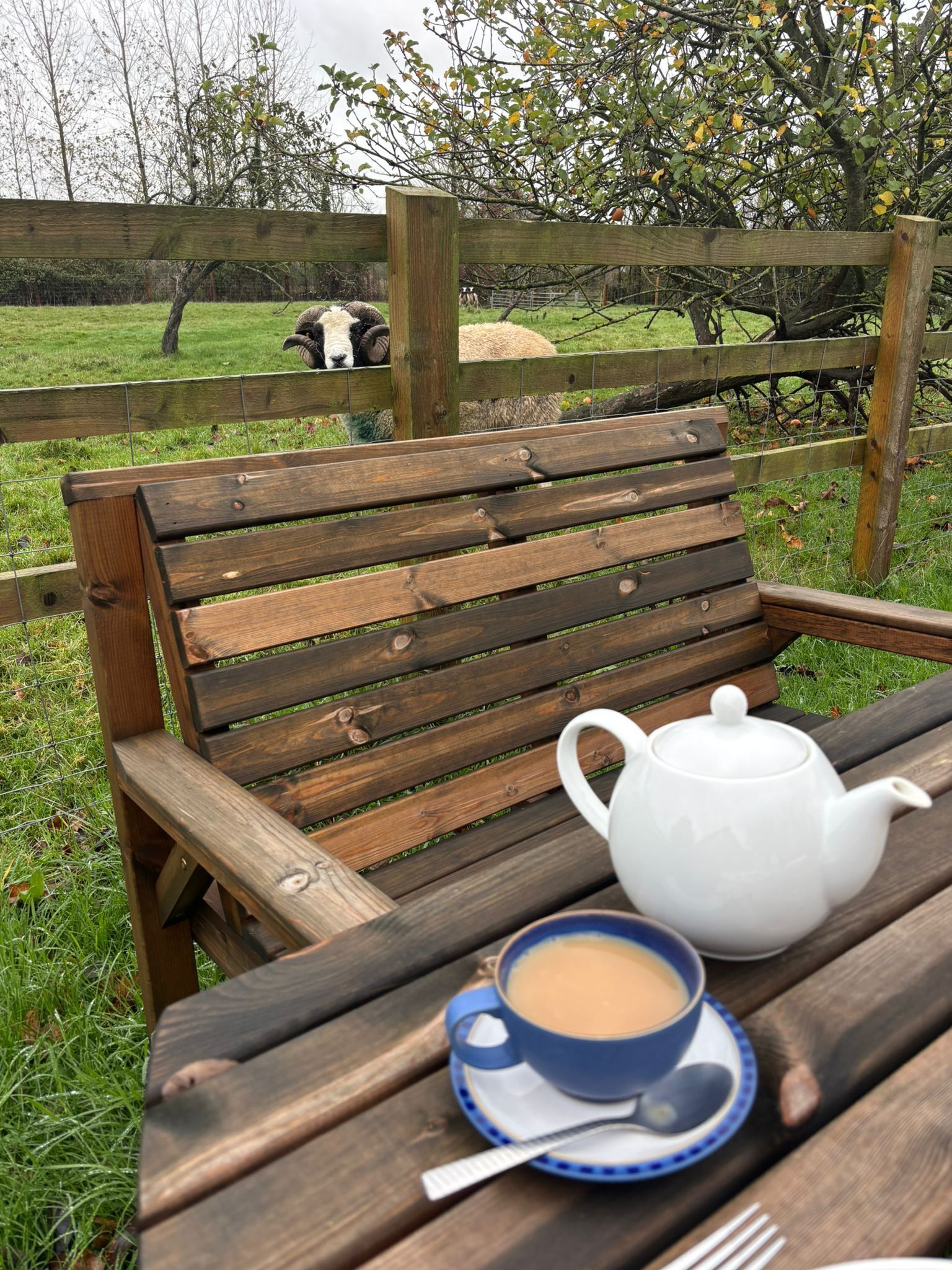 A wooden bench with a white teapot and a cup of tea on a table in a grassy outdoor area.
