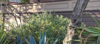 Sunny 1BR in Gorgeous Berkeley Victorian