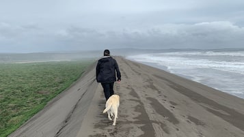 海灘、躺椅