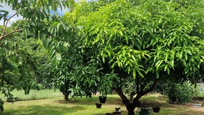 Un jardin luxuriant, avec une grande variété d’arbres et de plantes en pot.