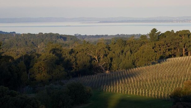A vineyard with rows of grapevines and a forested area in the background. - Port Phillip Estate (Red Hill South)