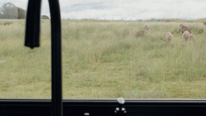 Une vue par la fenêtre sur un champ verdoyant où paissent des moutons, avec un évier et une bouteille de savon pour les mains.