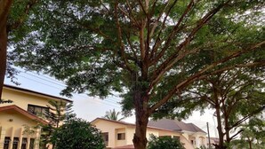 A residential area with houses, trees, and a paved driveway.