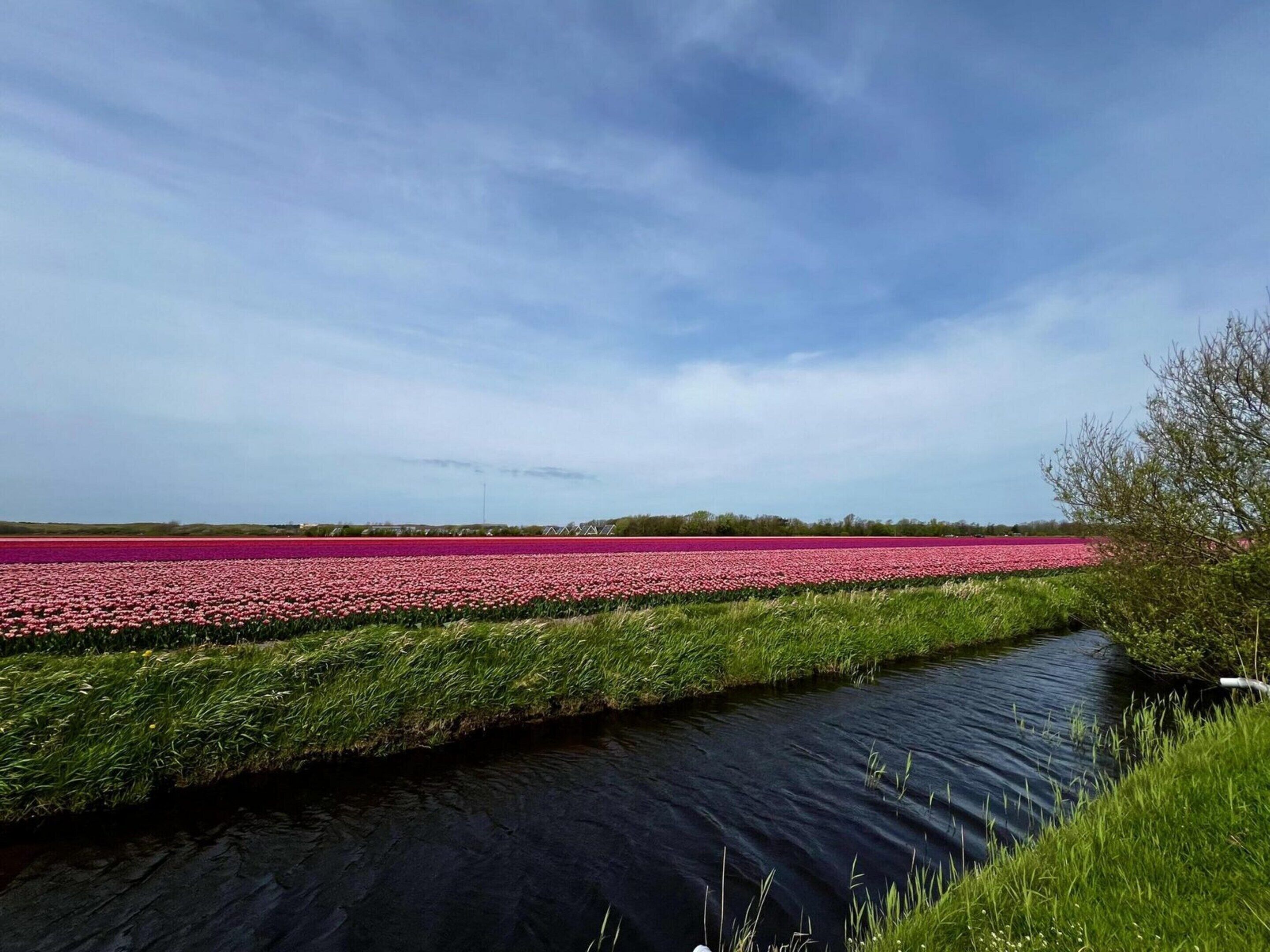 Un canal bordé d’un champ de fleurs d’un côté.