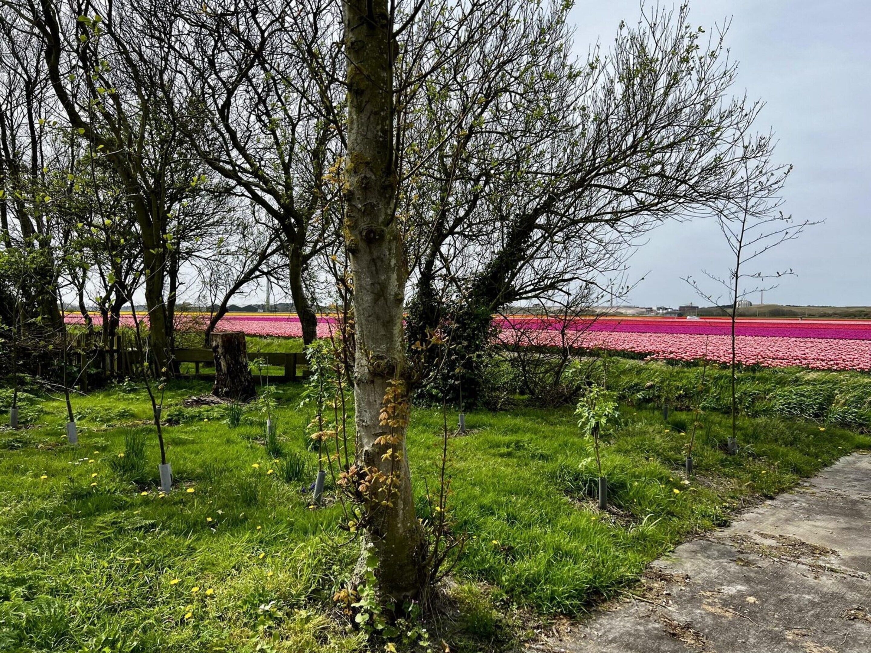 Een park met een pad omzoomd door bomen en een veld met roze bloemen op de achtergrond.