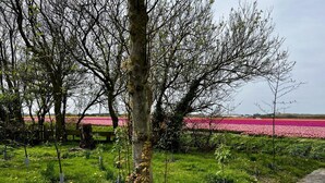A park with a tree-lined path and a field of pink flowers in the background. - Beautiful Bungalow in North Holland (Sint Maartensvlotbrug)