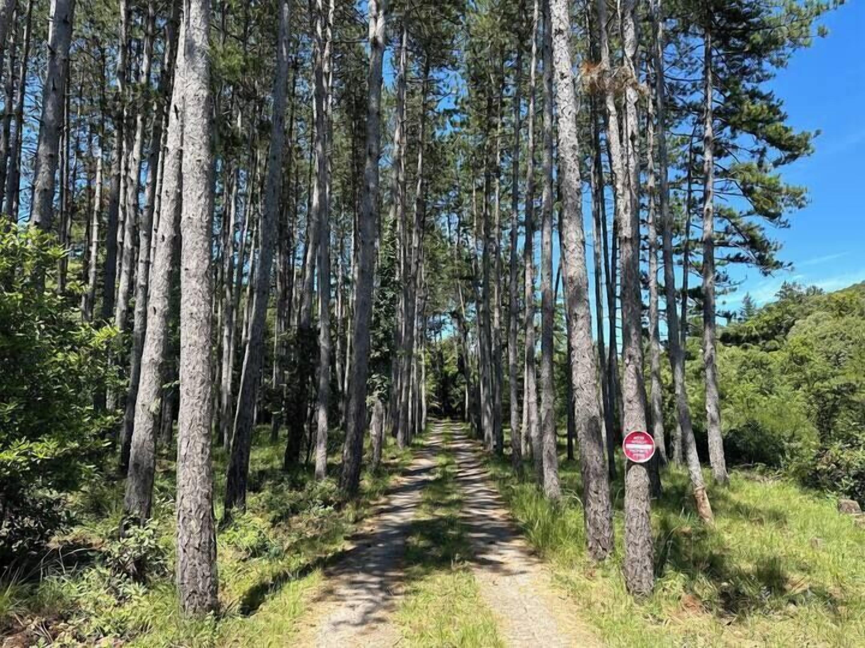 Ein von hohen Bäumen gesäumter Waldweg unter blauem Himmel.