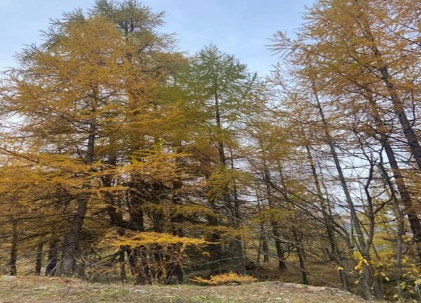 Une forêt dense, avec de grands arbres et un ciel dégagé.