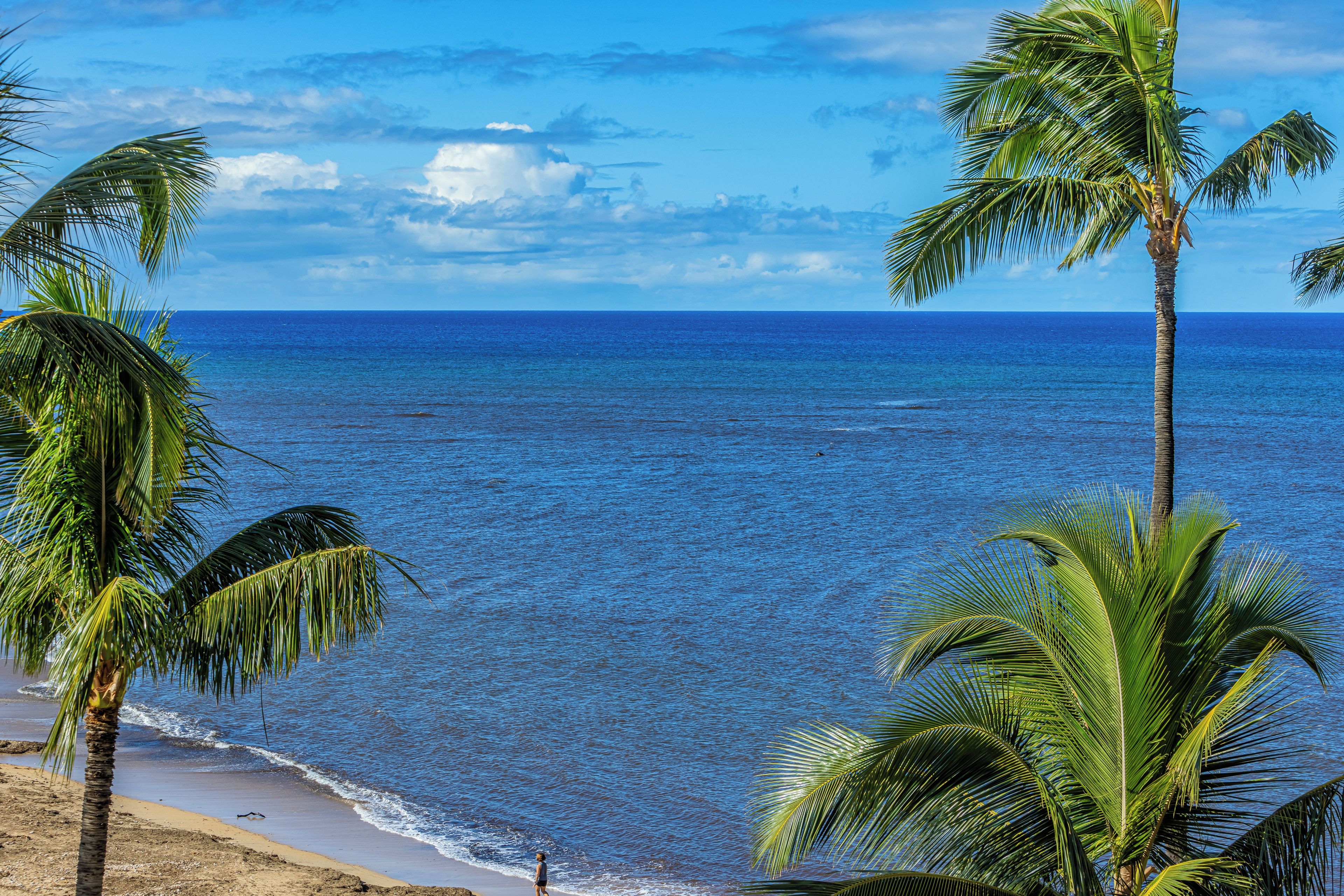Una playa con palmeras y el océano.