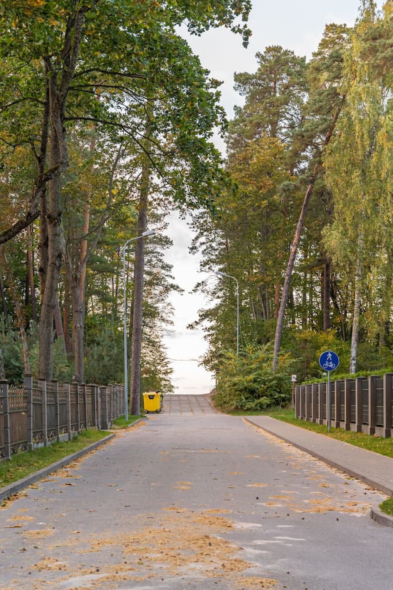 A paved road flanked by tall trees and a blue pedestrian sign.