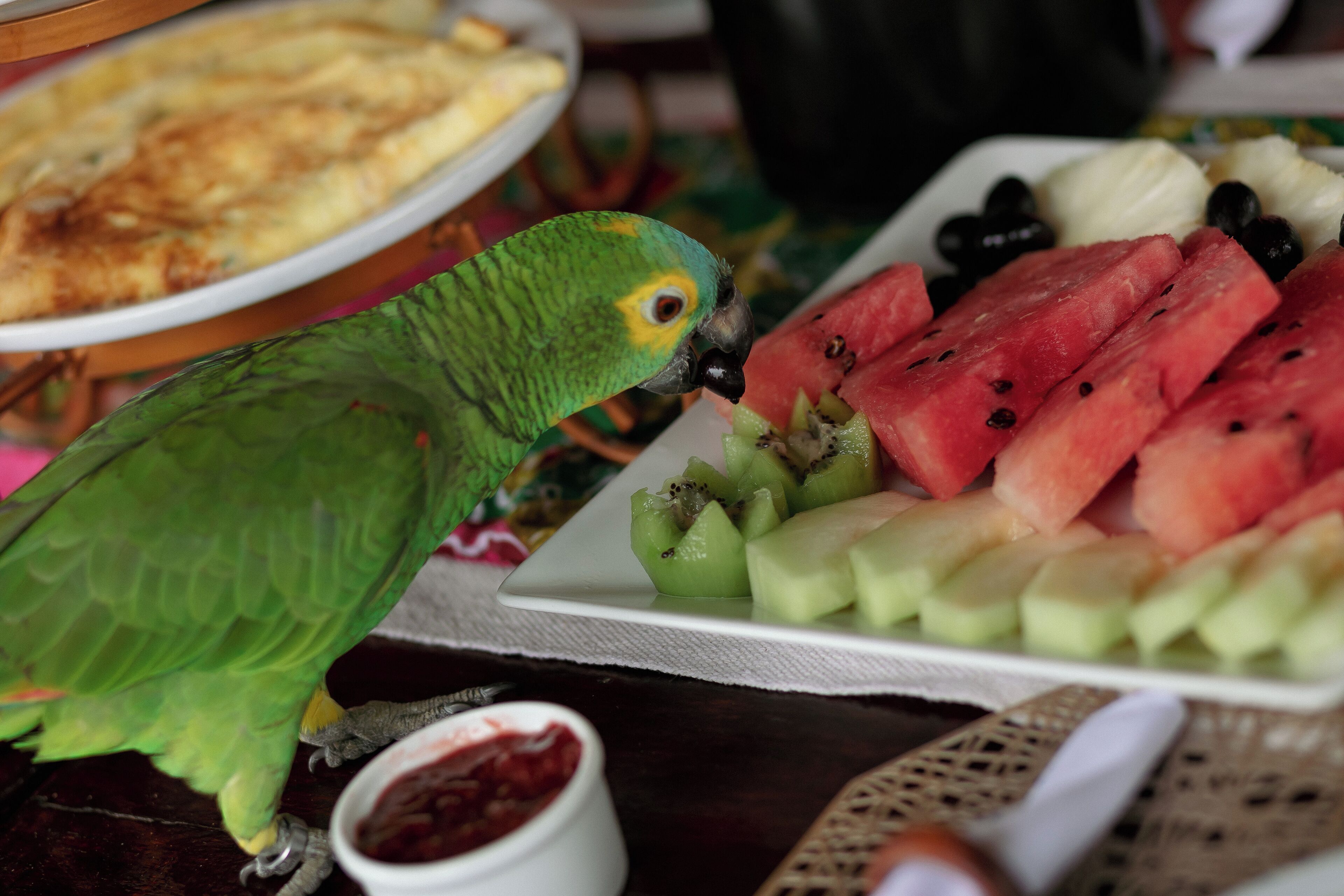 Un loro cerca de una bandeja de frutas con sandía, kiwi y otras frutas.