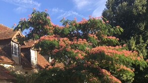 A residential backyard with a wooden fence, a large flowering tree, and chickens.