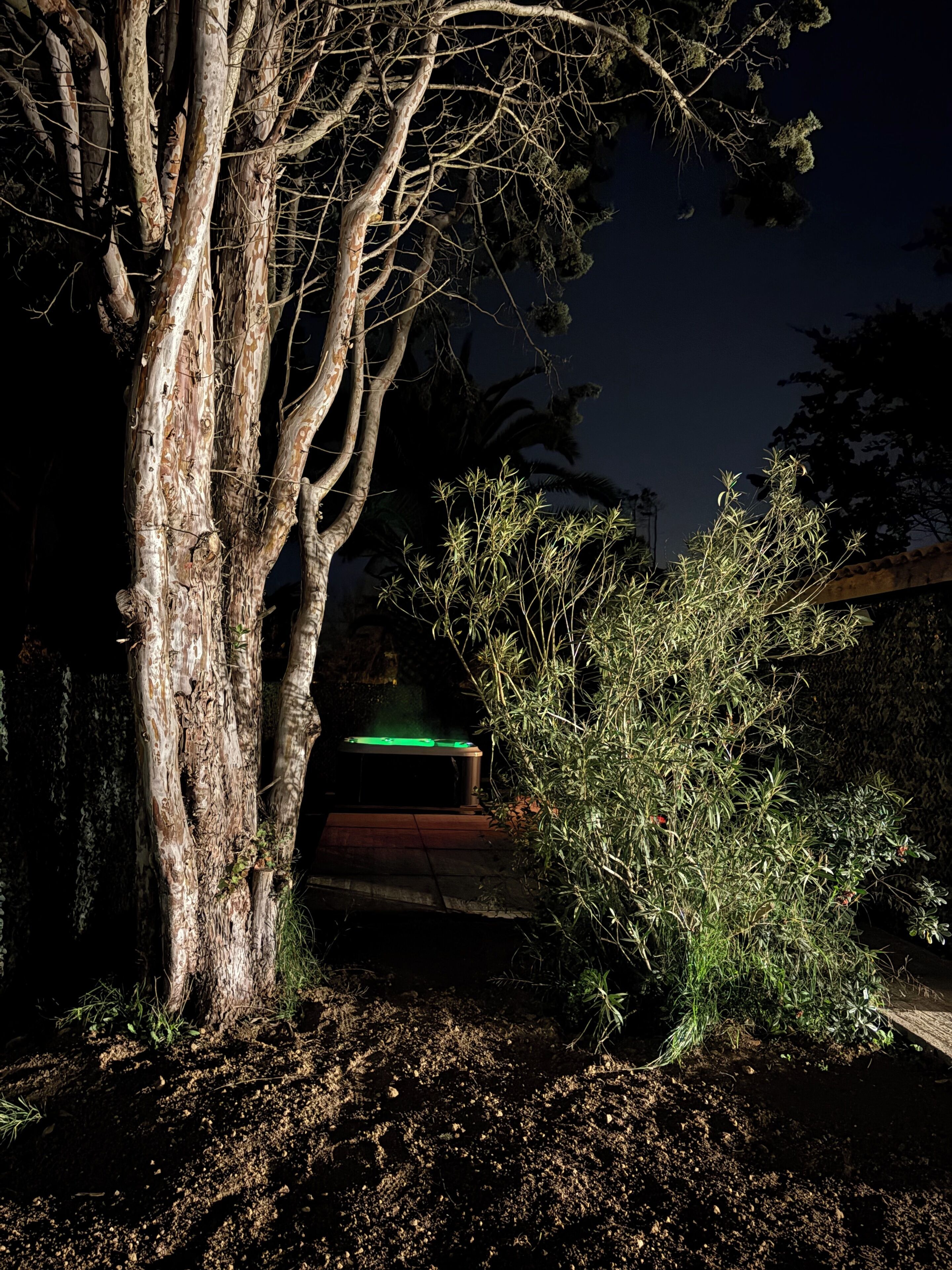 Un árbol con un banco debajo, rodeado de follaje.
