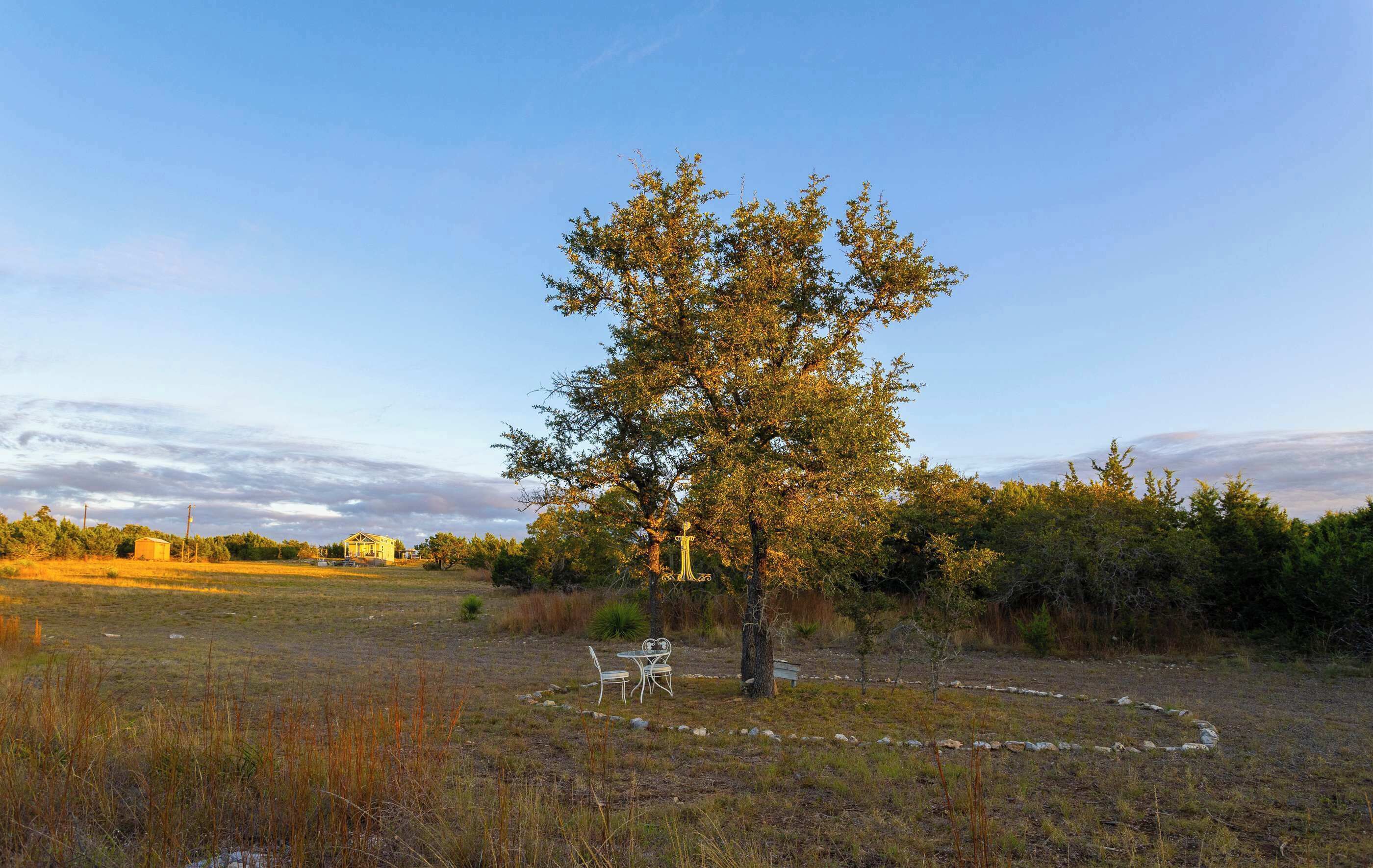 Un albero con una panchina e un tavolo in un prato erboso.