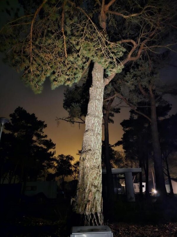 Un árbol alto con un tronco rugoso y follaje denso, sobre un cielo crepuscular.