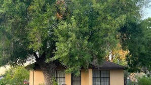 Una casa pequeña de un piso con fachada de ladrillo y un árbol grande al frente.