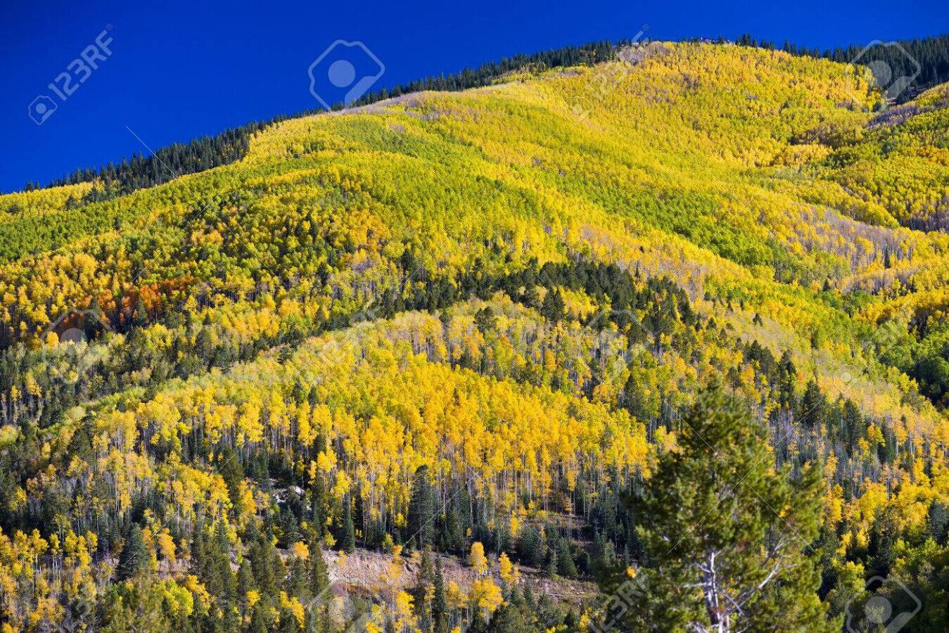 Een bergachtig landschap met dichte bossen en helderblauwe luchten.
