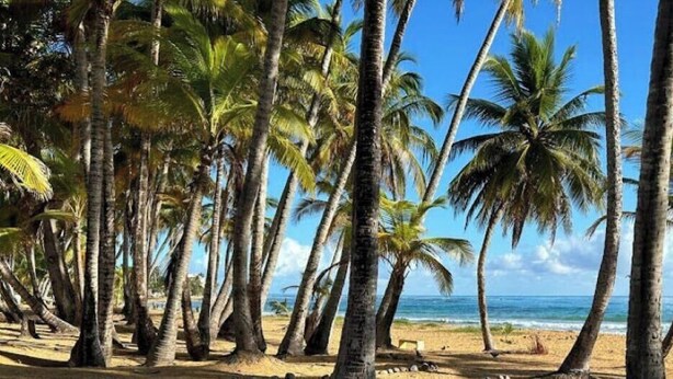Une plage bordée de palmiers et donnant sur l’océan.
