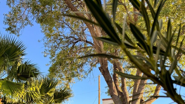Un jardín bien cuidado con una fuente de piedra, palmeras y un edificio de techo a ladrillo.