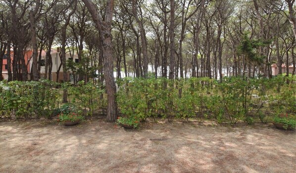 A garden area with trees and potted plants.