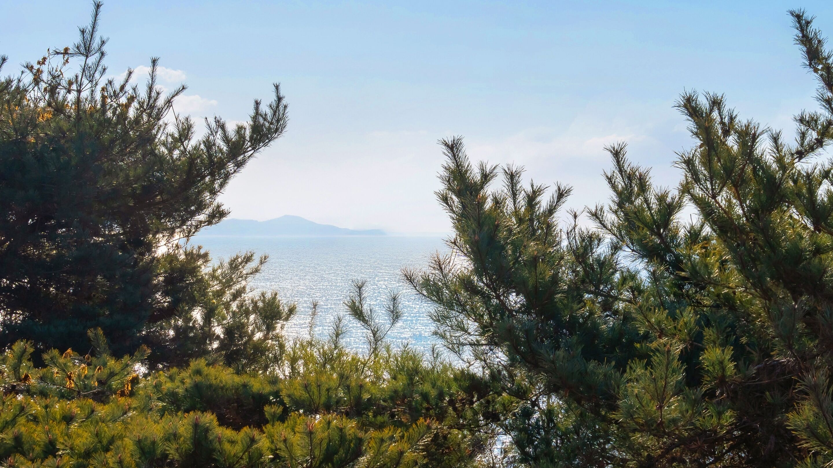 A coastal landscape with dense pine trees and a view of the sea and distant mountains.