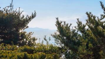 A coastal landscape with dense pine trees and a view of the sea and distant mountains.