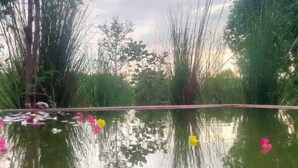 A calm pond with reflections of trees and a clear sky. - Kross Adventure Campsite (Bali)